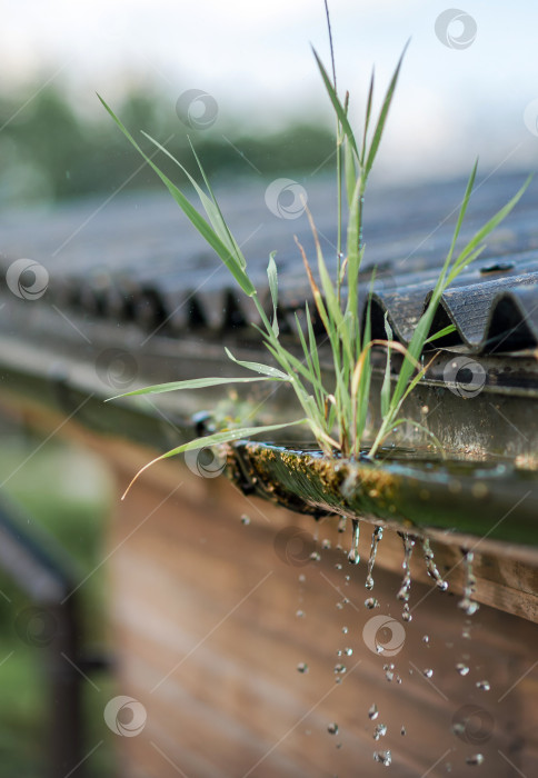Скачать дождь капает с крыши в солнечный жаркий день фотосток Ozero