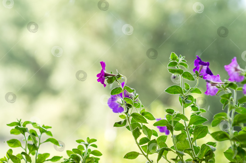 Скачать Петуния цветет на крыльце во время летнего дождя фотосток Ozero