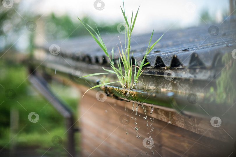 Скачать дождь капает с крыши в солнечный жаркий день фотосток Ozero