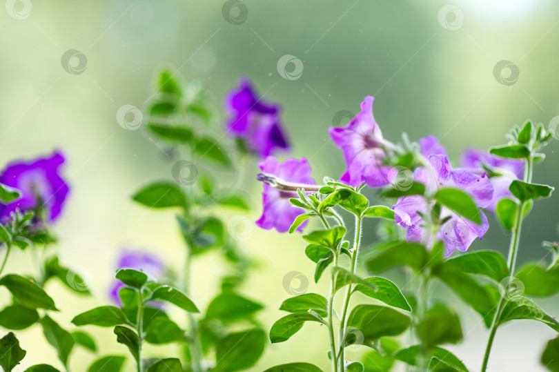 Скачать Петуния цветет на крыльце во время летнего дождя фотосток Ozero