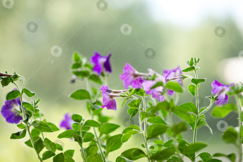 Скачать Петуния цветет на крыльце во время летнего дождя фотосток Ozero