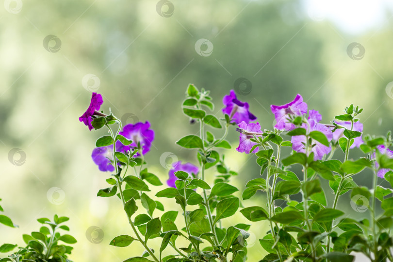 Скачать Петуния цветет на крыльце во время летнего дождя фотосток Ozero