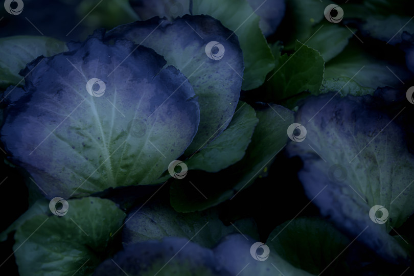 Скачать Темные листья зеленые с синими краями. Мрачный цветочный фон. фотосток Ozero