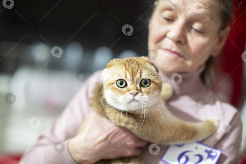 Скачать 19 марта 2023 года. Беларусь. Восточный регион. Выставка кошек. Женщина-заводчик держит питомца на выставке кошек. фотосток Ozero