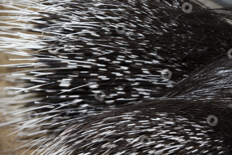 Скачать Текстура напоминает игольчатый хвост дикобраза. фотосток Ozero