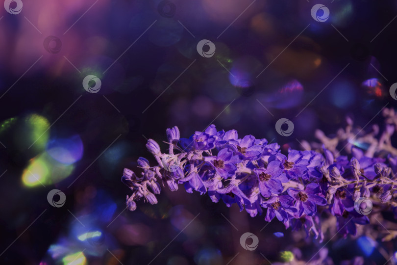 Скачать Фиолетовые цветы в радужных пятнах боке. Естественный экологический фон. фотосток Ozero