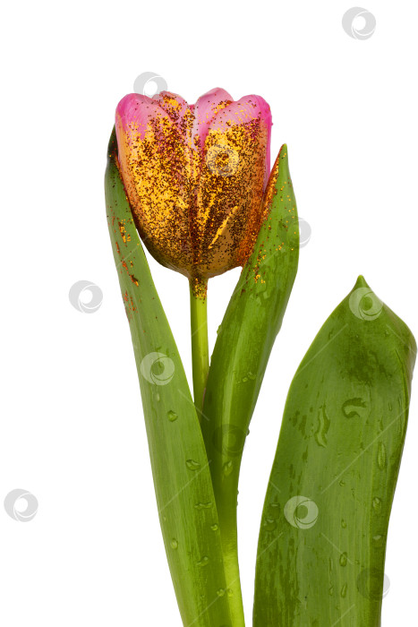 Скачать Красивый цветок, покрытый золотой краской на белом фоне. Золотой тюльпан изолирован. фотосток Ozero