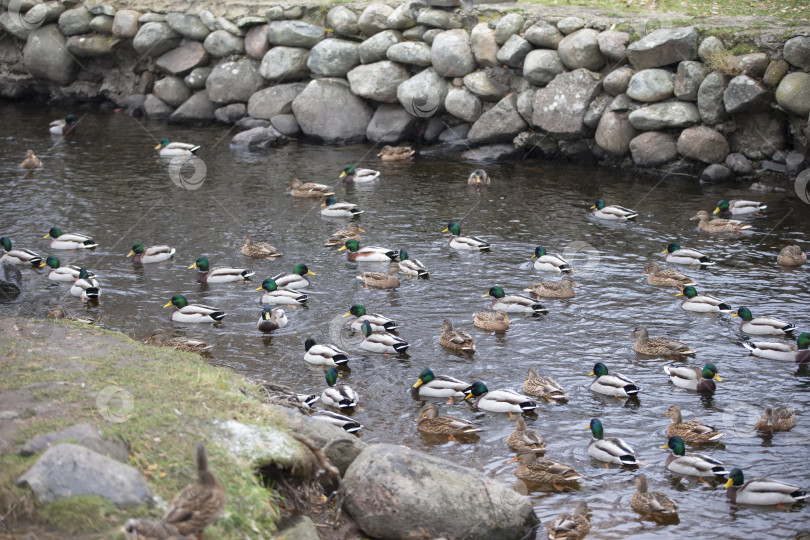 Скачать В воде водохранилища плавает много уток. фотосток Ozero