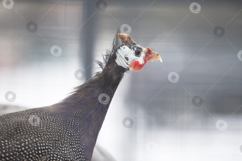 Скачать Цесарка в профиль крупным планом. фотосток Ozero