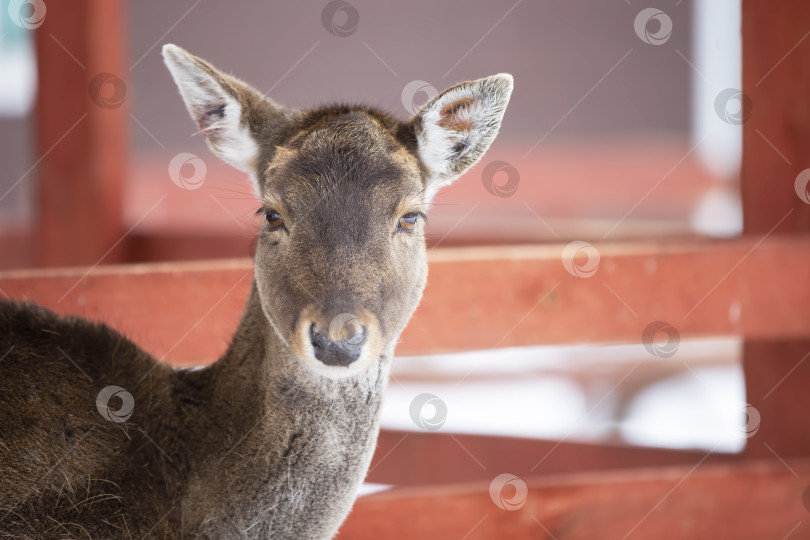 Скачать Крупный план морды детеныша европейского оленя без рогов. фотосток Ozero