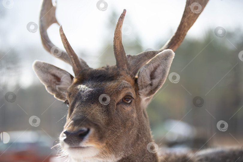 Скачать Морда оленя с рогами крупным планом. фотосток Ozero