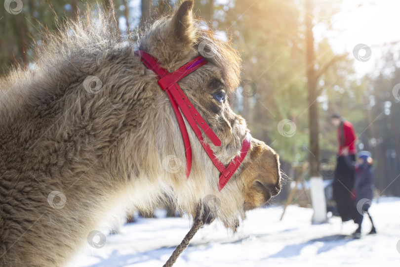 Скачать Морда лошади-пони крупным планом на размытом фоне зимнего леса. фотосток Ozero