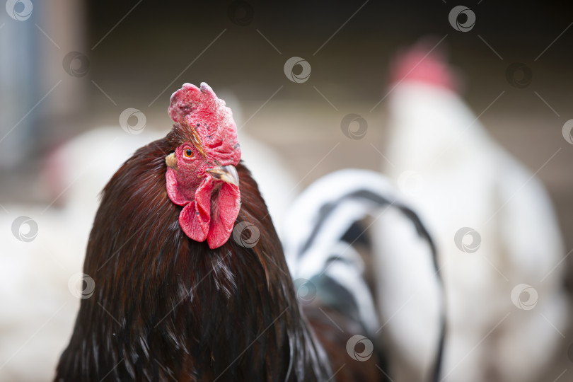 Скачать Важный черный петух с рыжей бородой и гребнем смотрит в камеру. фотосток Ozero