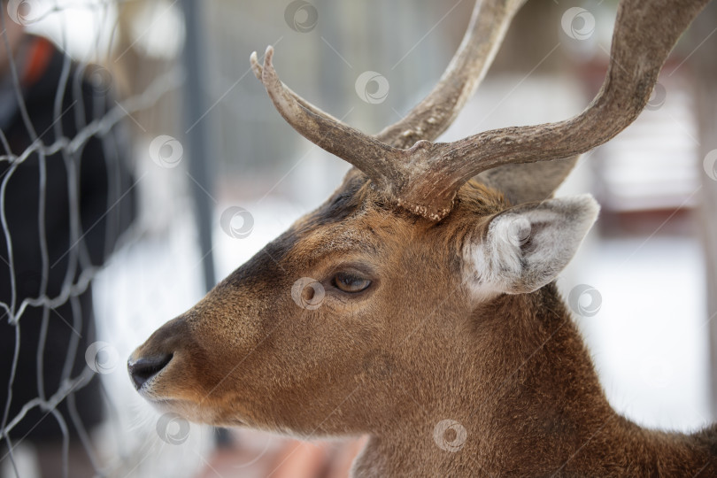 Скачать Морда оленя с рогами за сеткой вольера крупным планом. фотосток Ozero