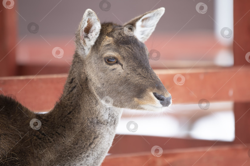 Скачать Крупный план морды детеныша европейского оленя без рогов. фотосток Ozero