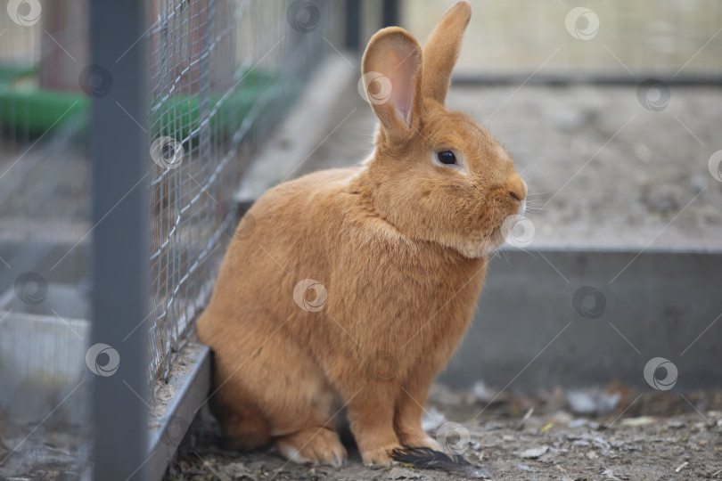 Скачать Кролик новозеландский рыжий пушистый в вольере. фотосток Ozero