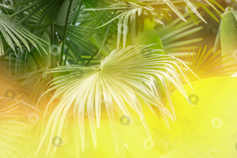 Скачать Тропический пальмовый лист на солнце. Экзотический цветочный фон. фотосток Ozero