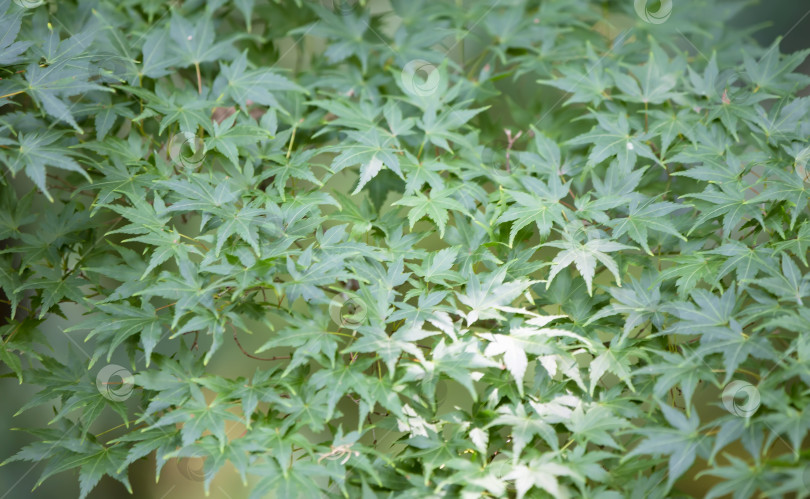 Скачать Цветочный фон из зеленых пальмовых листьев клена. фотосток Ozero