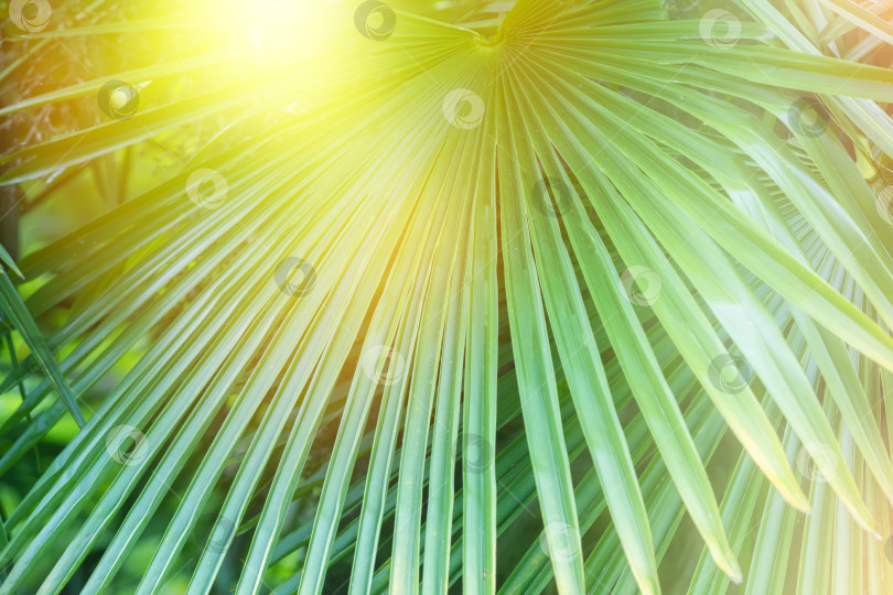 Скачать Тропический пальмовый лист на солнце. Экзотический цветочный фон. фотосток Ozero
