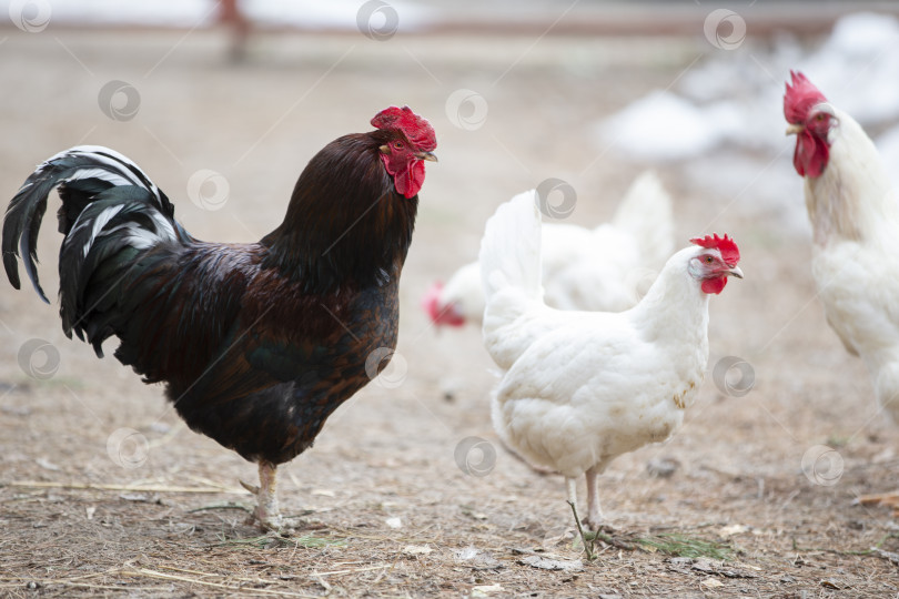 Скачать Роскошный черный петух гуляет с белыми курами по ферме. фотосток Ozero
