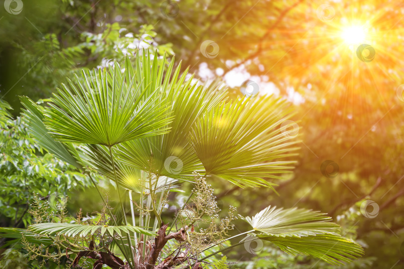 Скачать Листья тропической пальмы в лучах желтого солнечного света. Цветочный фон фотосток Ozero