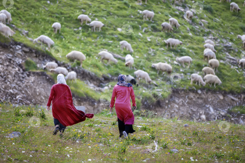 Скачать Мусульманские женщины идут через горы к стаду овец. фотосток Ozero