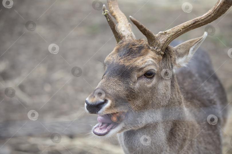 Скачать Крупный план морды европейского оленя в конце зимы. фотосток Ozero