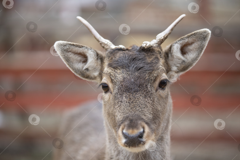 Скачать Крупный план морды европейского оленя в конце зимы. фотосток Ozero