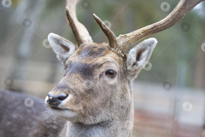 Скачать Крупный план морды европейского оленя в конце зимы. фотосток Ozero