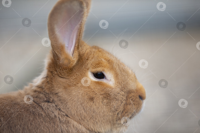 Скачать Мордочка новозеландского красного кролика, снятая крупным планом в профиль. фотосток Ozero