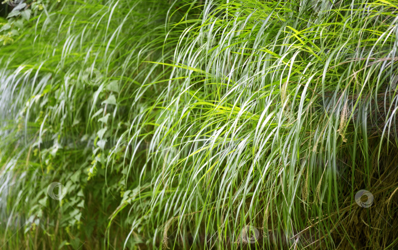 Скачать Зеленая свисающая трава осока. Растительный фон зеленого цвета. фотосток Ozero