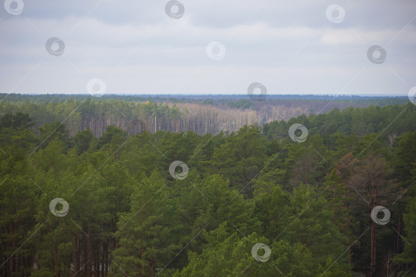 Скачать Пейзаж с высоты соснового леса и облачного неба. фотосток Ozero