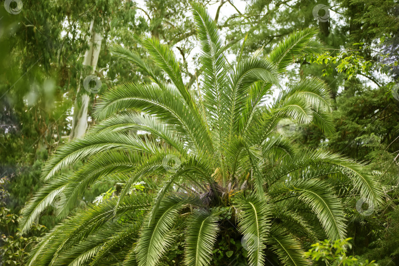 Скачать Листья тропической пальмы. Экзотический цветочный фон. фотосток Ozero