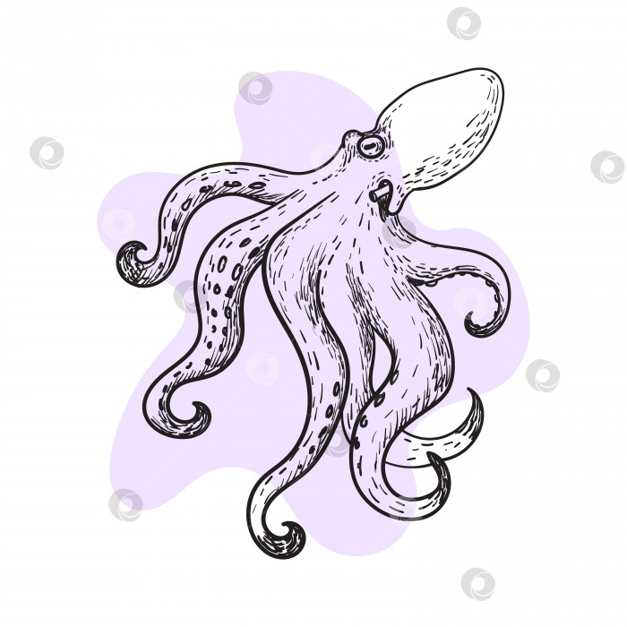 Скачать Линейный рисунок осьминога. Векторный эскиз, выделенный на белом фоне. фотосток Ozero