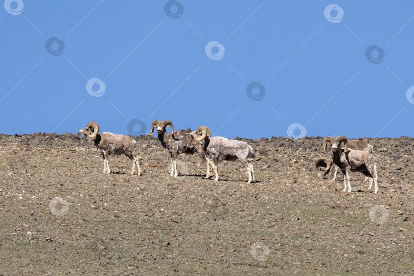 Скачать Алтайский горный баран, самцы. фотосток Ozero