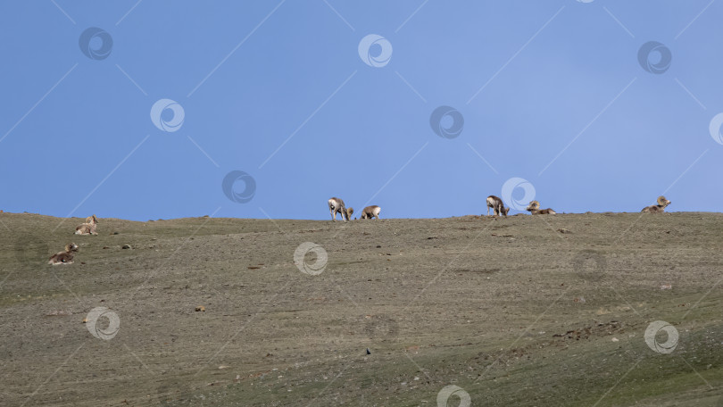 Скачать Стадо самцов аргали на отдыхе. фотосток Ozero