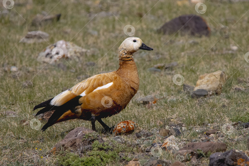 Скачать Огарь, или красная утка, (лат. Tadorna ferruginea) фотосток Ozero