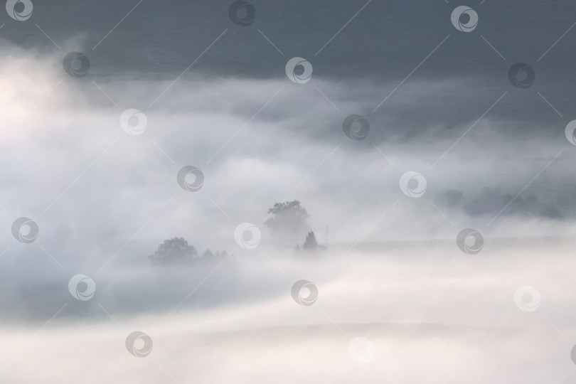 Скачать силуэты деревьев в густом тумане фотосток Ozero