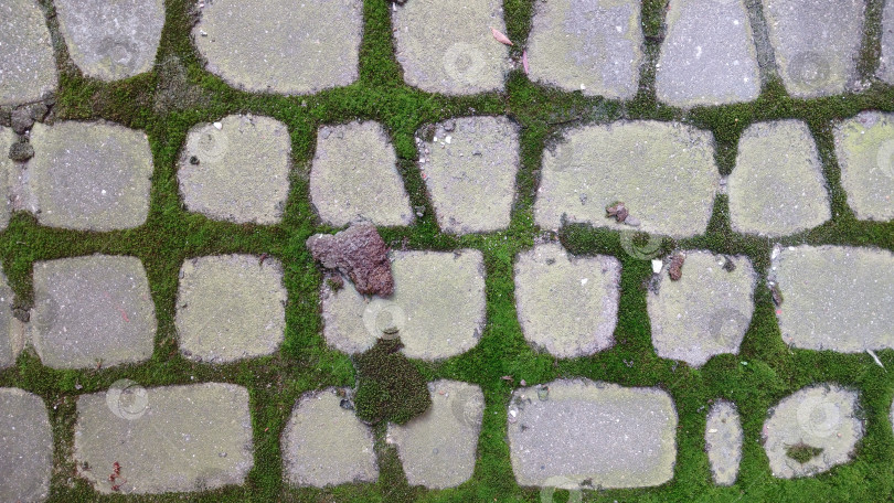 Скачать Мох между плитками на улице фотосток Ozero
