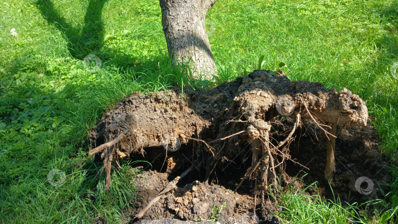 Скачать Вырванное с корнем дерево фотосток Ozero
