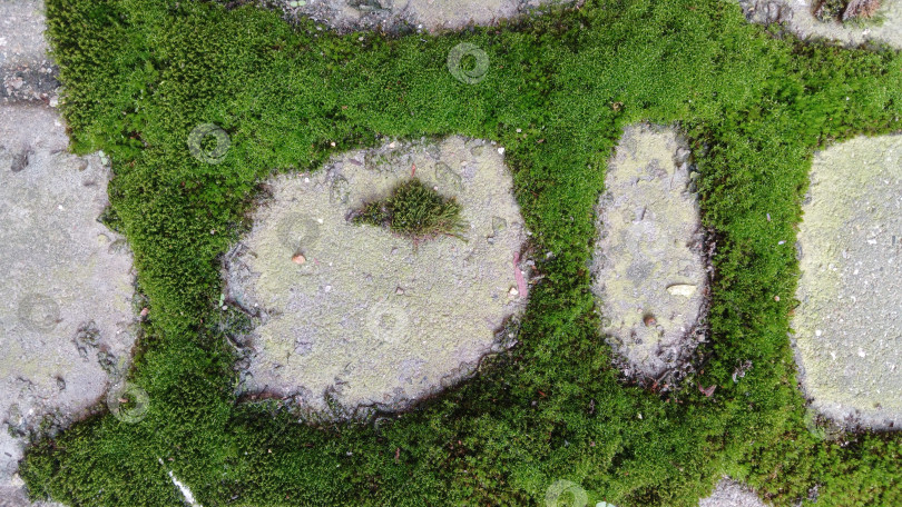 Скачать Мох между плитками на улице фотосток Ozero