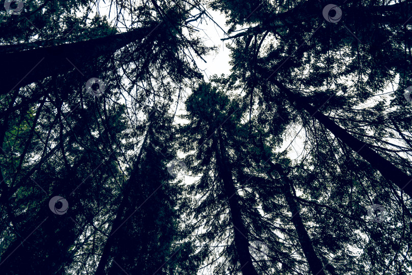 Скачать Зеленый летний лесной пейзаж, еловый лес, трава и облачное небо, Карелия фотосток Ozero