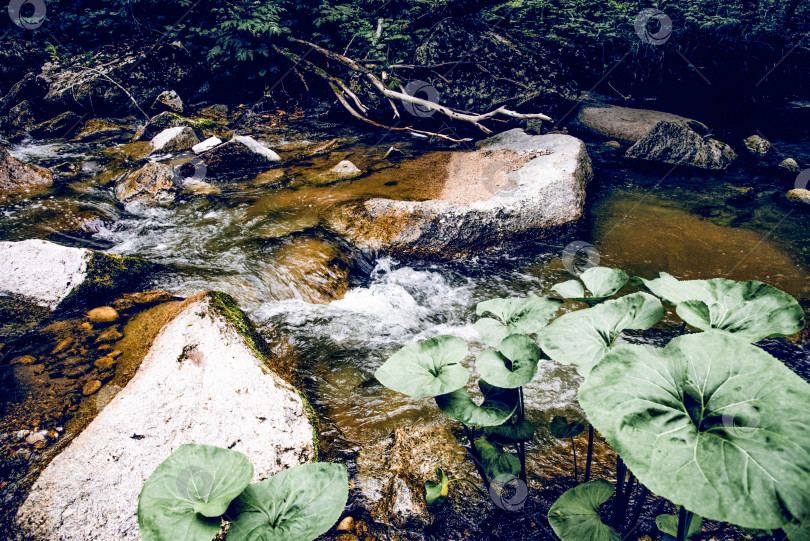 Скачать Пейзаж летняя река среди камней, быстрое течение воды в водохранилище Алтай-Сибирь фотосток Ozero