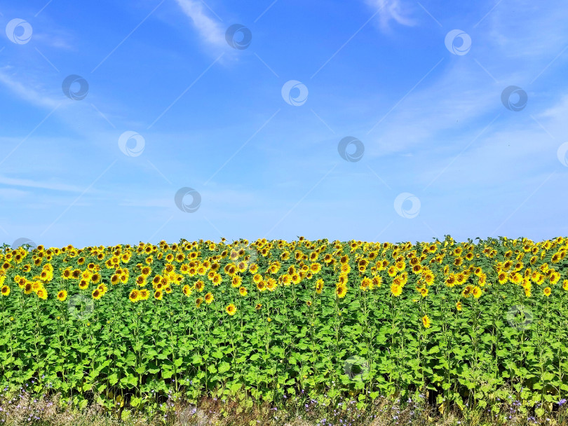 Скачать Поле, подсолнухи на фоне голубого неба. Поле, подсолнухи на фоне голубого неба. фотосток Ozero