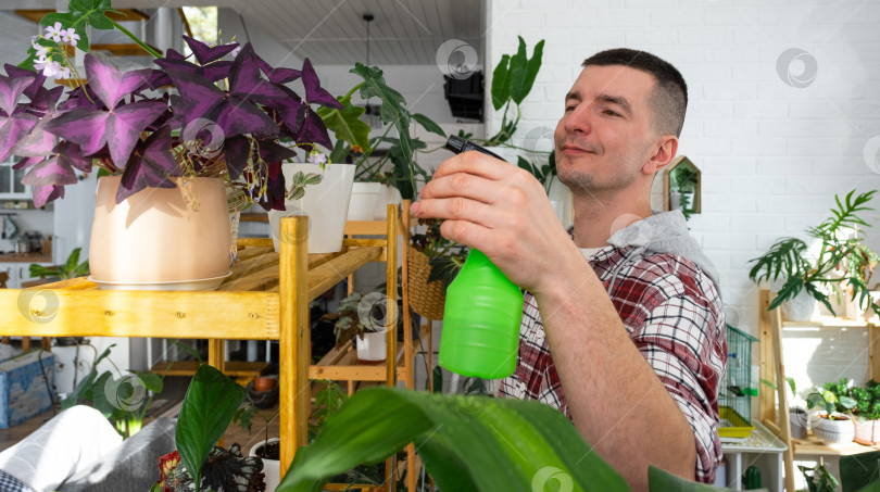 Скачать Мужчина опрыскивает из пульверизатора домашние растения из своей коллекции, выращенные с любовью на полках в интерьере дома. Выращивание растений в домашних условиях, теплица, водный баланс, увлажнение фотосток Ozero