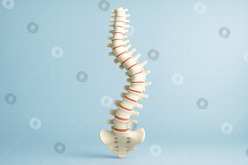 Скачать 3D модель человеческого позвоночника на голубом фоне фотосток Ozero