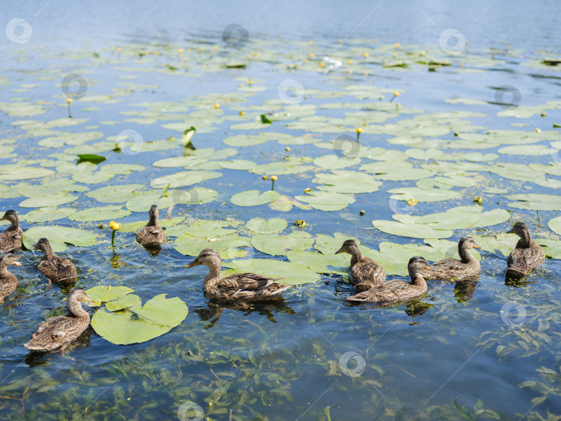 Скачать утки плавают по пруду среди кувшинок и водорослей фотосток Ozero