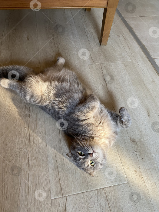 Скачать Шотландский вислоухий кот: уютное фото для вашего интерьера фотосток Ozero