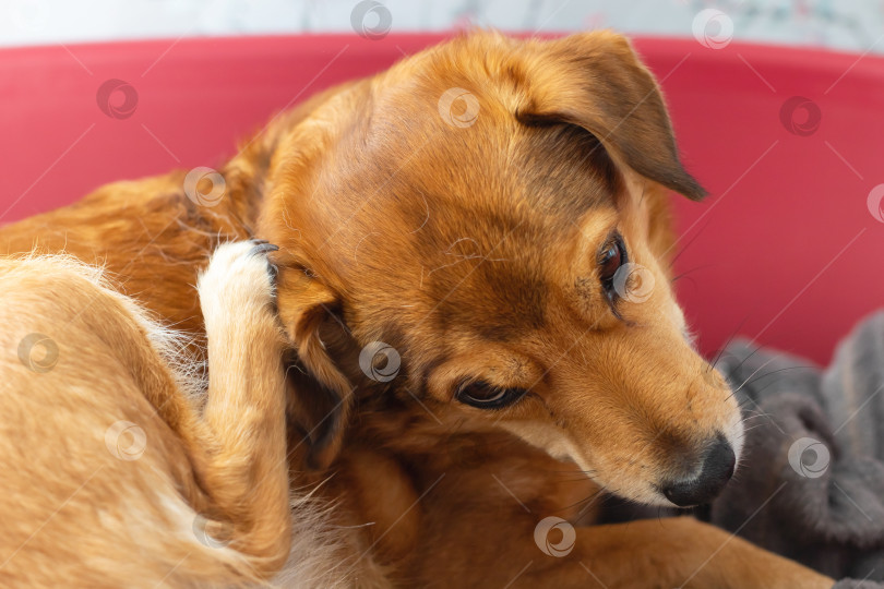 Скачать Коричневая собака сосредоточенно чешет за ухом, сидя в красной миске фотосток Ozero