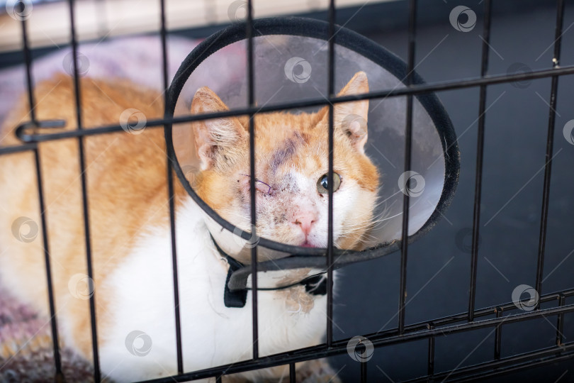 Скачать Кошка, у которой на голове конус, в данный момент находится в клетке фотосток Ozero